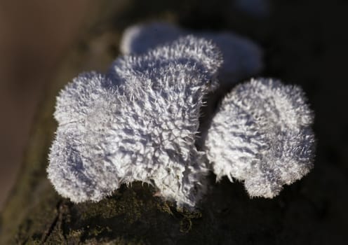 Lichen growing on a dead tree, macro shot