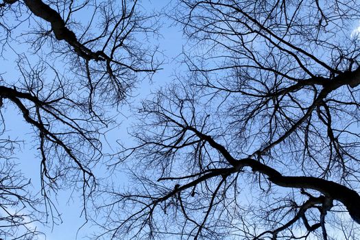 Branches of trees against blue sky, view from below