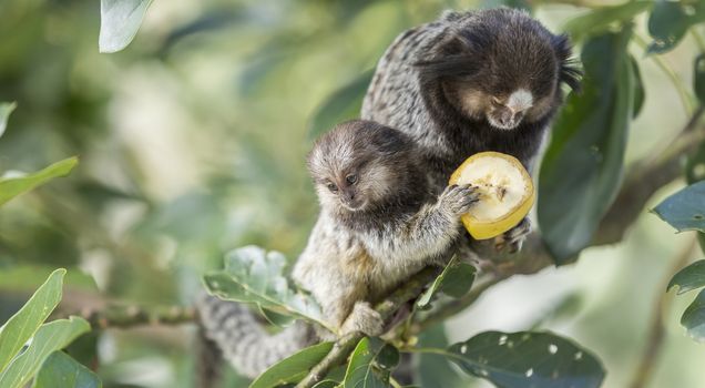 Mom and puppy marmoset monkeys eating banana