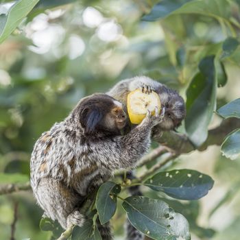 Mom and puppy marmoset monkeys eating banana