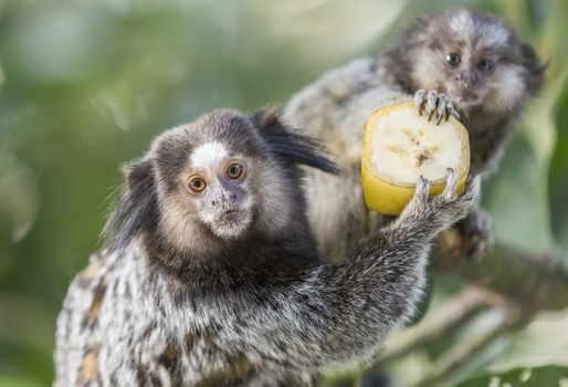 Mom and puppy marmoset monkeys eating banana