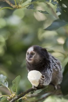 Marmoset monkey eating a banana