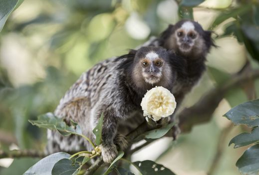 Two marmoset monkeys eating a banana