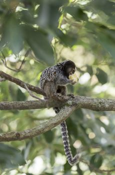 Marmoset monkey eating a banana