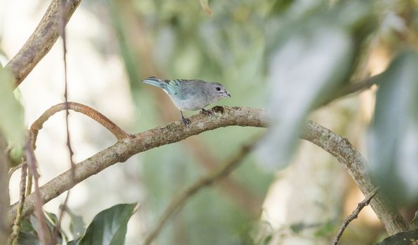 Blue and grey bird on a tree branch