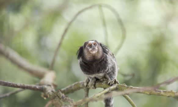 Marmoset monkey on a tree branch