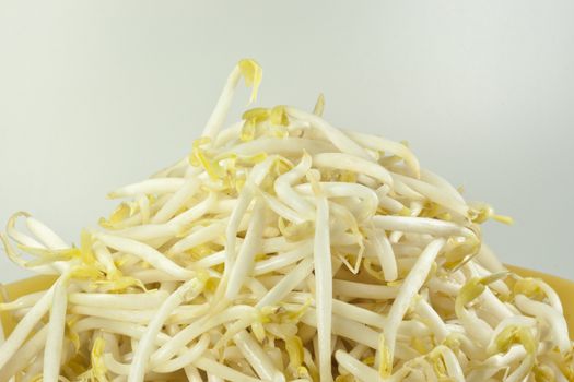 bean sprouts is main ingredient for menu noodle in thailand