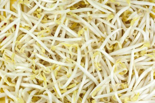 bean sprouts is main ingredient for menu noodle in thailand