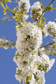Blooming cherry tree and blue sky
