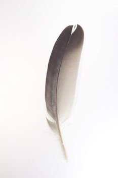 feather is meaning creative and thinking