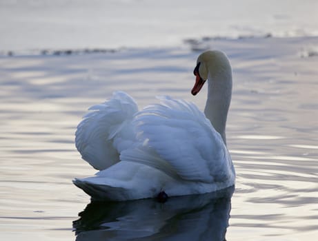 Beautiful isolated photo of a mute swan in the lake