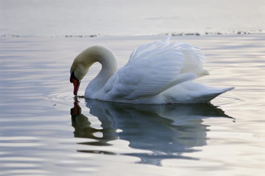 Beautiful picture with a mute swan drinking water from the lake
