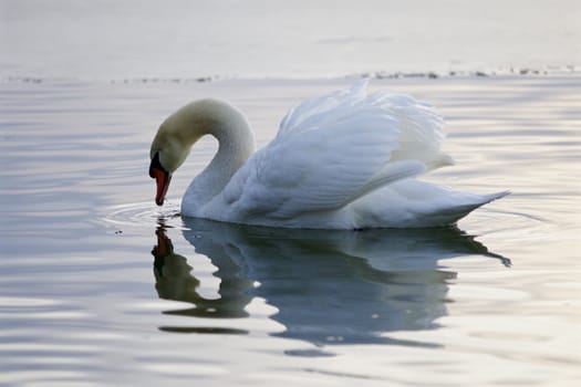 Beautiful isolated image with a mute swan drinking water from the lake