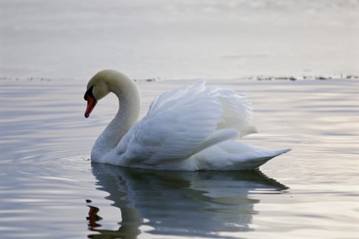 Beautiful isolated picture with the mute swan swimming in the lake
