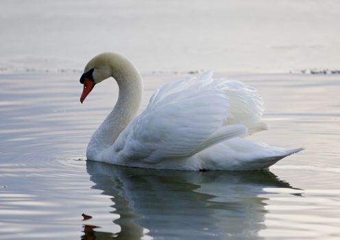 Beautiful image with the mute swan swimming in the lake