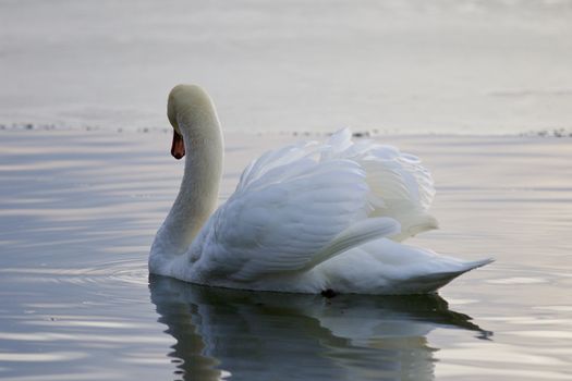 Beautiful isolated photo with the mute swan swimming in the lake
