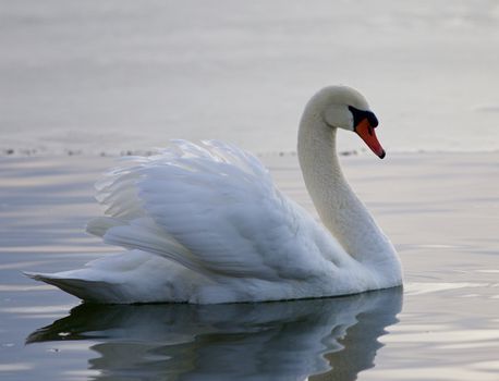 Beautiful background with a mute swan swimming in the lake