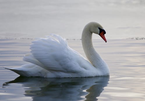 Beautiful isolated photo of a mute swan swimming in the lake