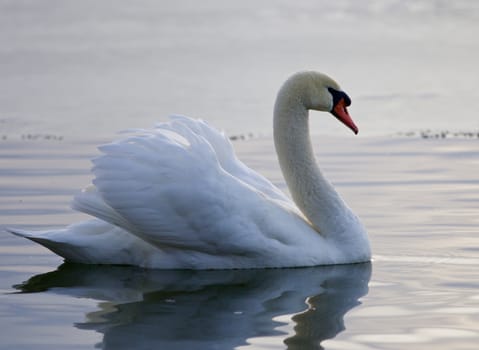 Beautiful closeup of a mute swan swimming in the lake