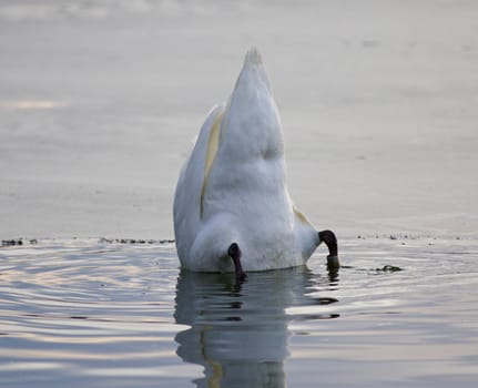 Beautiful picture with a funny mute swan swimming in the lake