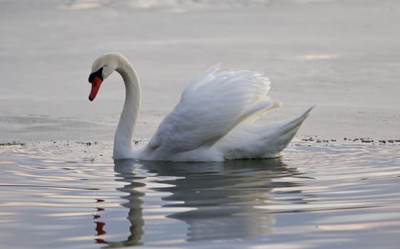 Beautiful isolated photo of a mute swan in the lake
