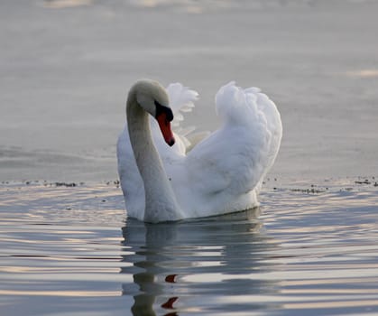 Beautiful isolated image with a mute swan in the lake