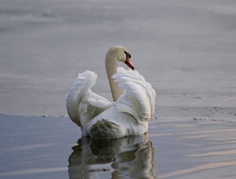 Beautiful background with a mute swan in the lake