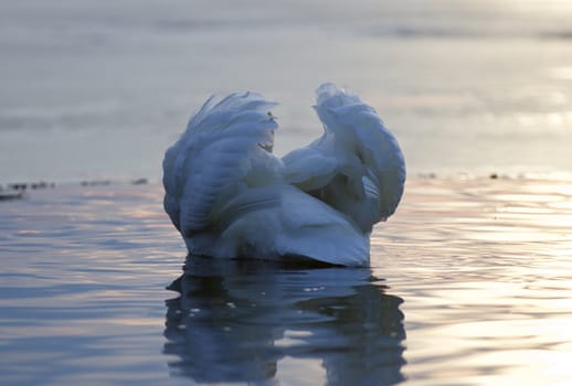 Beautiful isolated photo of a mute swan in the lake on sunset