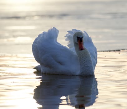 Beautiful isolated image with a mute swan in the lake on sunset
