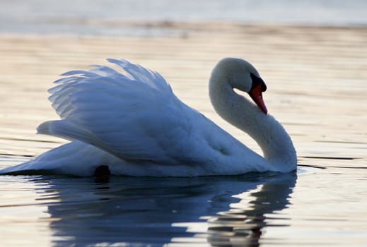 Beautiful isolated photo of a mute swan in the lake on sunset