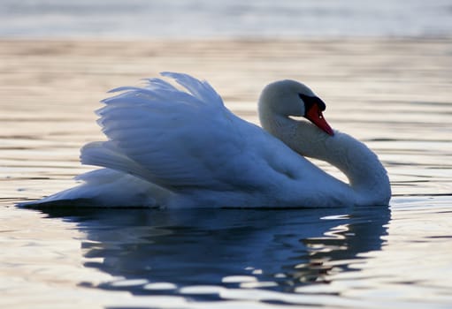 Beautiful isolated picture with a mute swan in the lake on sunset