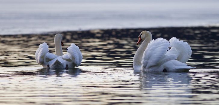 Beautiful isolated image with two mute swans in the lake on sunset