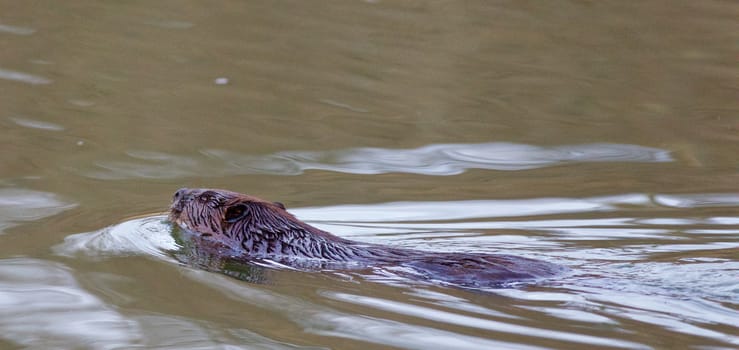 Photo of the beaver swimming in the lake