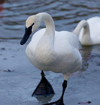 Beautiful isolated image with a trumpeter swan going on the ice