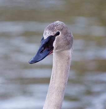 Beautiful portrait of a cute trumpeter swan