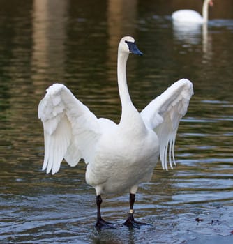 Beautiful isolated image with a funny trumpeter swan standing on the ice