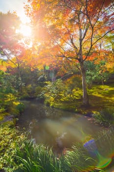 The warm autumn sun shining through colorful treetops in park in Kyoto, Japan.