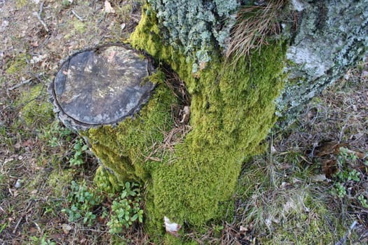 Tree stump