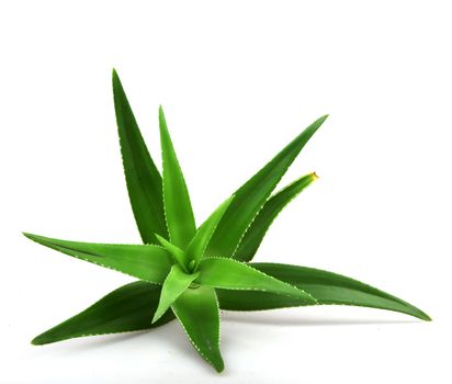 Aloe vera plant isolated on white.