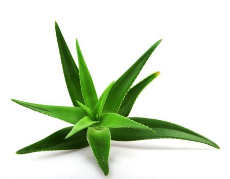 Aloe vera plant isolated on white.