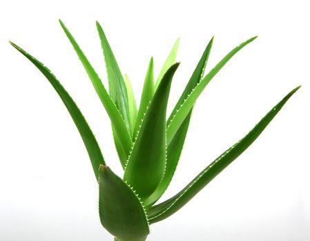 Aloe vera plant isolated on white.