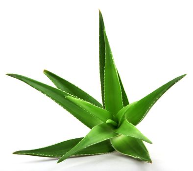 Aloe vera plant isolated on white.