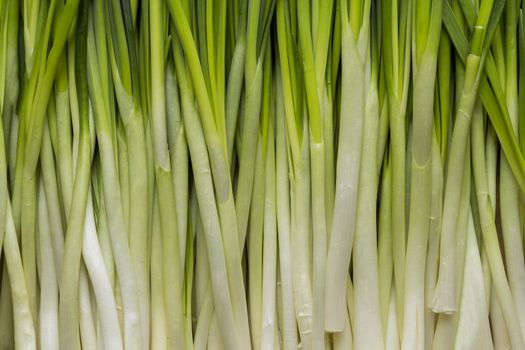 leaves of green fresh onion close-up