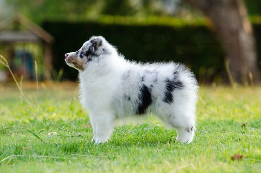 Shetland Sheepdog puppy standing on grass field.