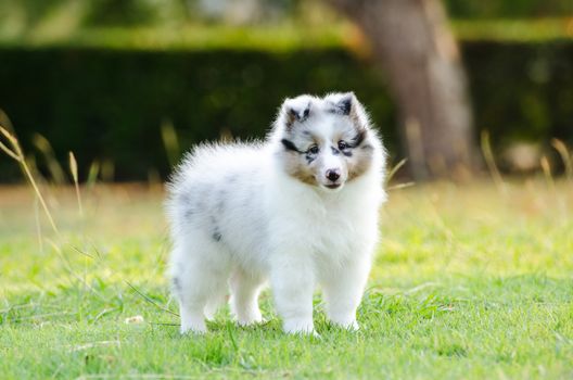 Shetland Sheepdog puppy standing on grass field.