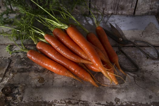 Presentation of a fresh bunch of carrots hanging by a thread
