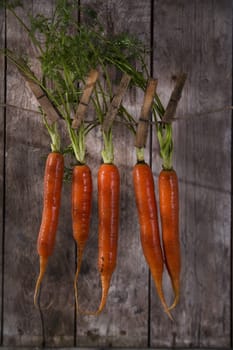 Presentation of a fresh bunch of carrots hanging by a thread
