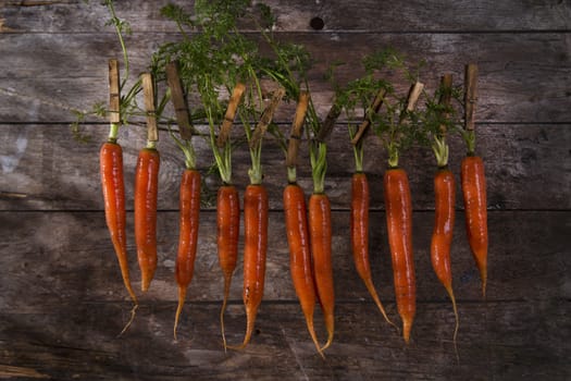 Presentation of a fresh bunch of carrots hanging by a thread
