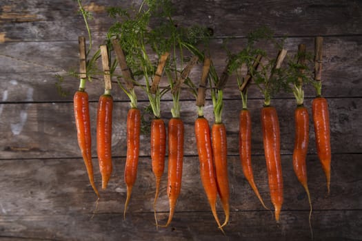 Presentation of a fresh bunch of carrots hanging by a thread
