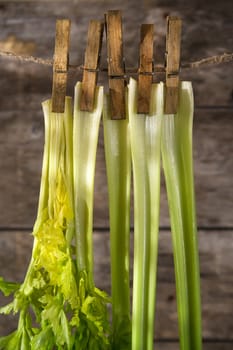 Product of the garden, fresh celery ready for use in the kitchen